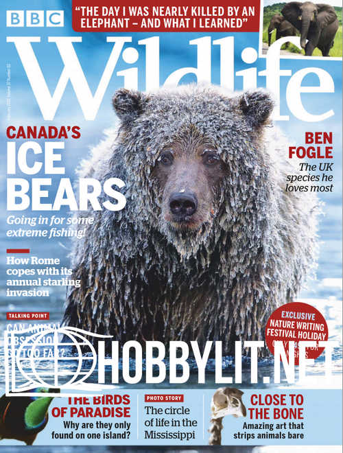 Wildlife - February 2019