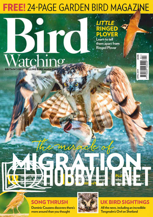 Bird Watching - April 2019